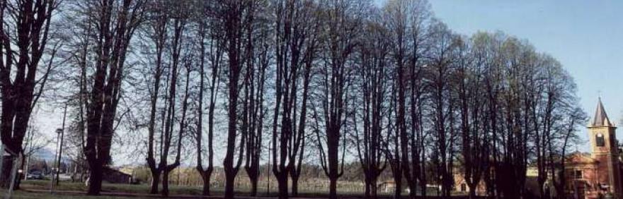 alberi monumentali