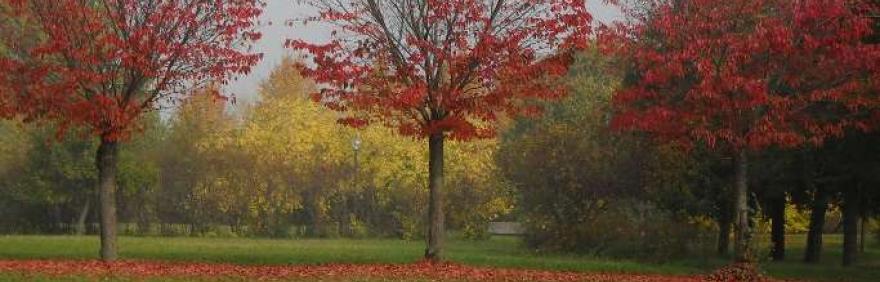 alberi in autunno