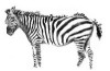 Drammaturgie della zebra
