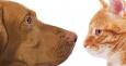 Cane e gatto