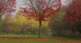 alberi in autunno