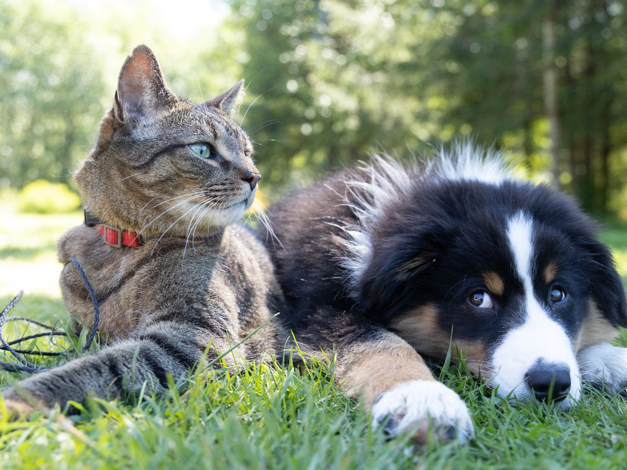 Imparare a prendersi cura dei propri animali Comune di Bologna