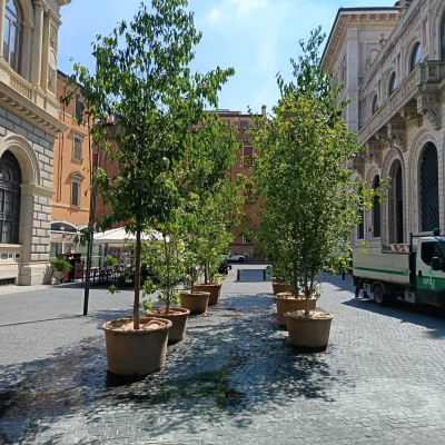 Alberi nelle piazze del centro