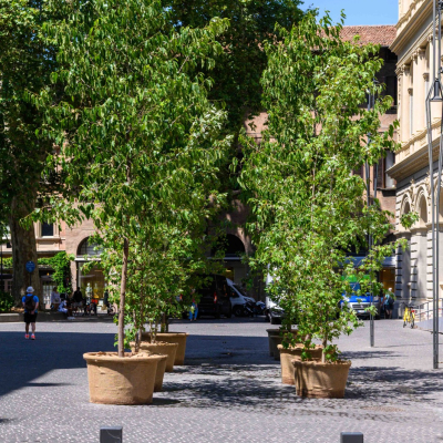 Alberi nelle piazze del centro
