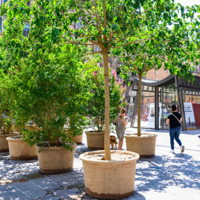 Alberi nelle piazze del centro