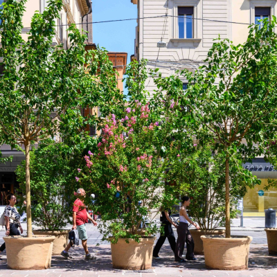 Alberi nelle piazze del centro