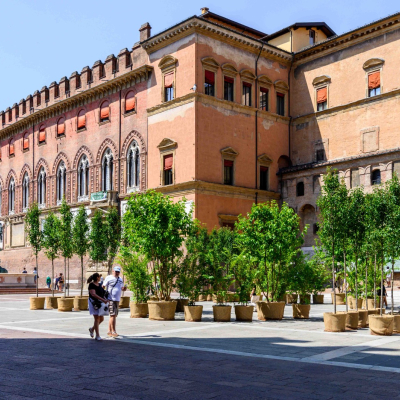Alberi nelle piazze del centro