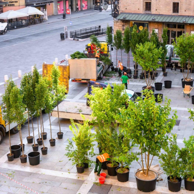 alberi piazza nettuno