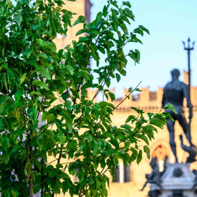 alberi piazza nettuno
