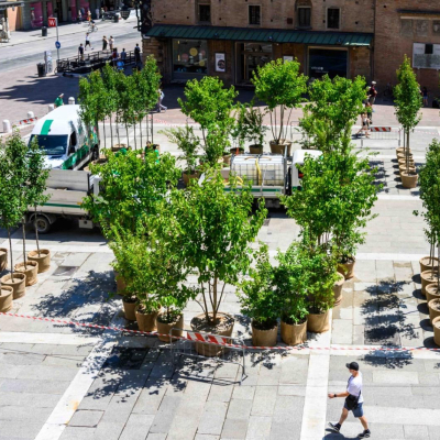 alberi piazza nettuno