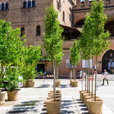 alberi piazza nettuno