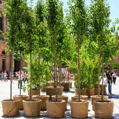 alberi piazza nettuno
