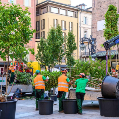 alberi piazza nettuno