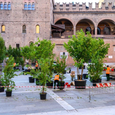 alberi piazza nettuno