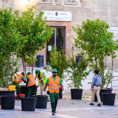 alberi piazza nettuno