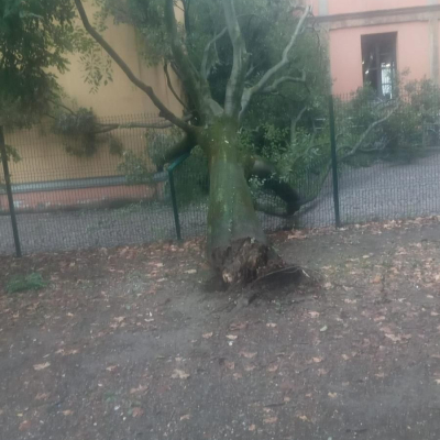 bagolaro crollato parco 11 settembre