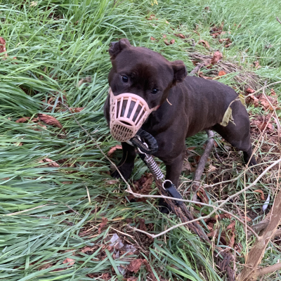 recupero cane abbandonato