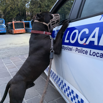 recupero cane abbandonato