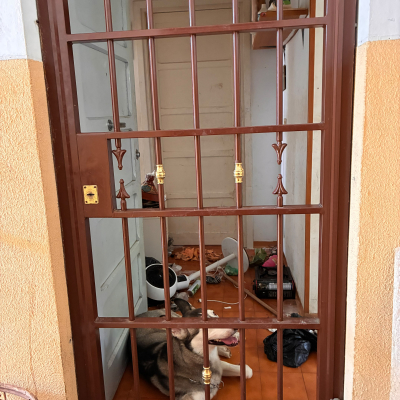 cane in stato di sofferenza