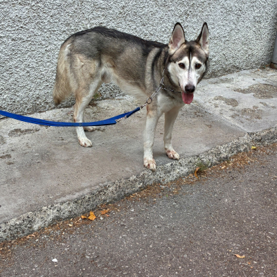 cane in stato di sofferenza