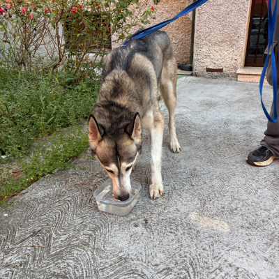 cane in stato di sofferenza