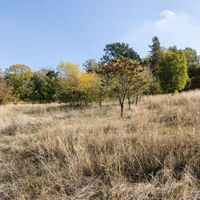 Sfalci ridotti al parco Baden Powell